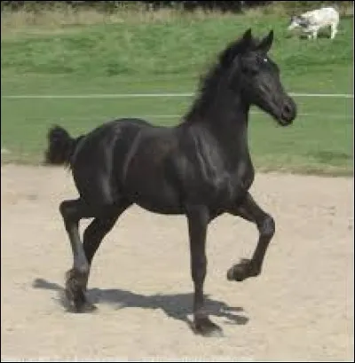 Combien est vendu un poulain (frison) ?