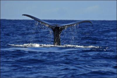 Sur quelles les de cet archipel peut-on observer des baleines d'avril  septembre ?