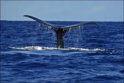 Sur quelles îles de cet archipel peut-on observer des baleines d'avril à septembre ?