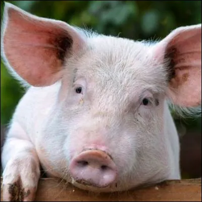 Quel mammif&egrave;re marin est aussi appel&eacute; cochon de mer ?