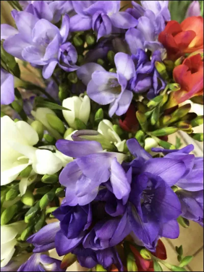 Comment s'appelle cette fleur ?