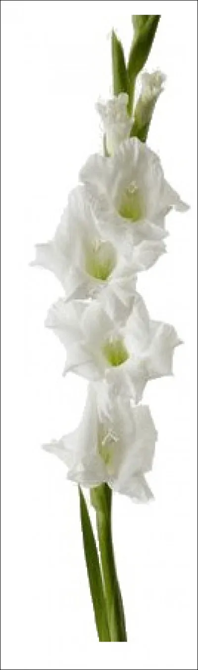 J'ai oublié son nom !