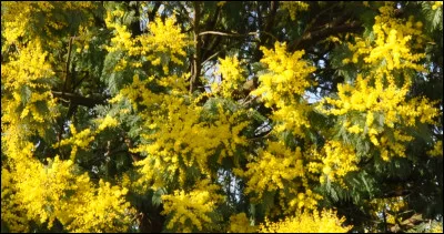 Quelle ville est la capitale du mimosa ?