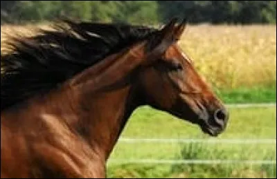 Quelle ville est la capitale du cheval ?