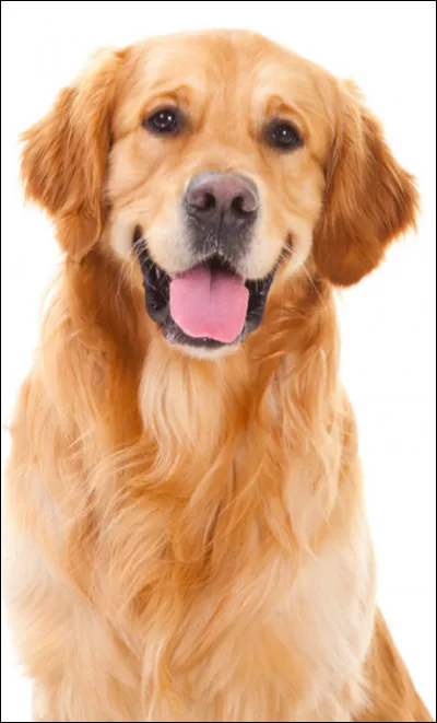 Comment dit-on "chien" en anglais ?