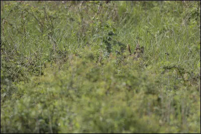 Ciblez l'animal camouflé !