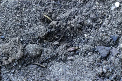 La technique de cet animal pour attraper ses proies, c'est de creuser un entonnoir dans le sable !