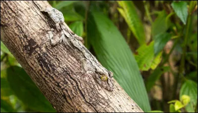 Actuellement, des scientifiques essaient de reproduire l'adhérence de ses pattes !