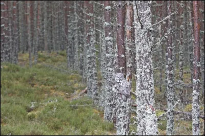 Cet animal est capable de repérer un campagnol à plusieurs dizaines de mètres de distance, sous une épaisse couche de neige !