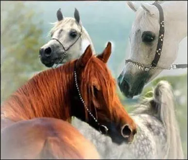 Cochez l'quipement du cavalier