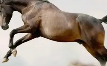 Quiz Galop 1