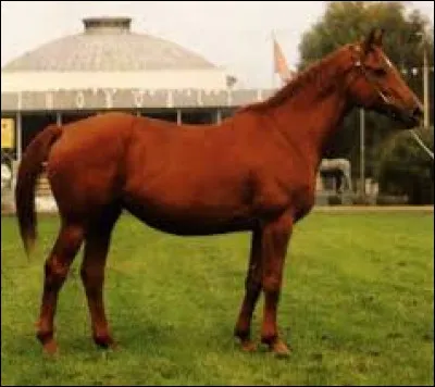 Quel est le nom de la robe du cheval ci-dessus ?