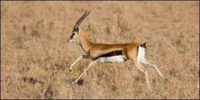 Les gazelles sont un type de chaussure de chez Nike.
