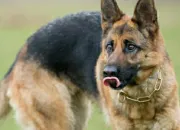 Quiz Le berger allemand