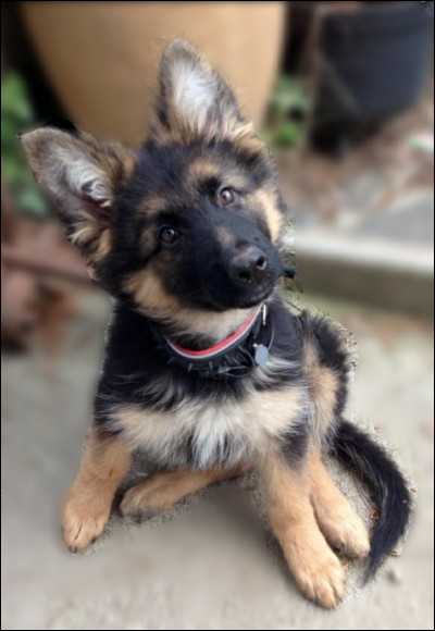 Quelle est leur durée de vie moyenne ?