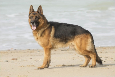 Combien mesurent-ils ? (Verticalement et pour un mâle)