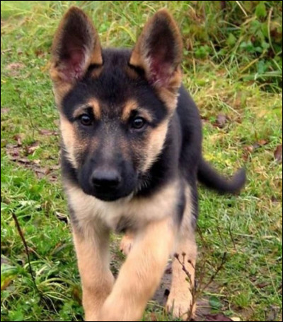 Combien pèsent-ils ? (Pour un mâle)