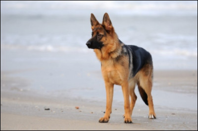 Quel est le drapeau de son pays d'origine ?