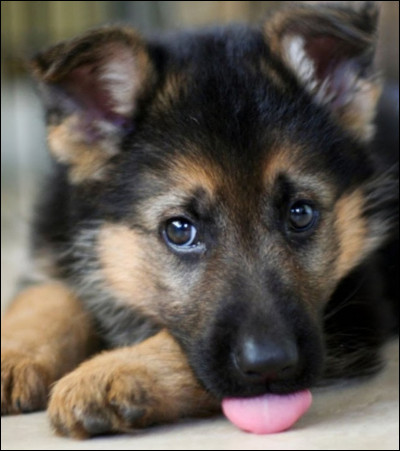 À quel âge ont-ils un pic de croissance ?