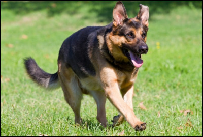 Quelle est leur vitesse maximale de course ?