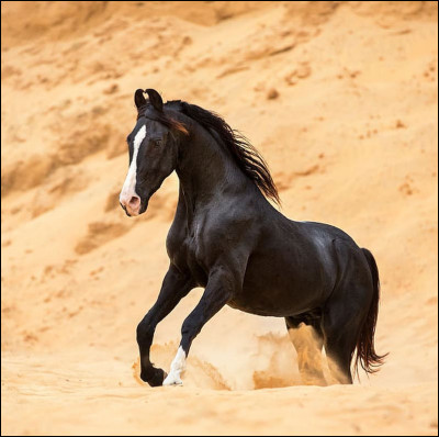 Comment se nomme cette jolie race ?