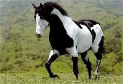 Comment s'appelle cette race tachetée ?