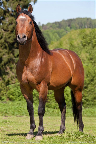 Comment se nomme cette race ?