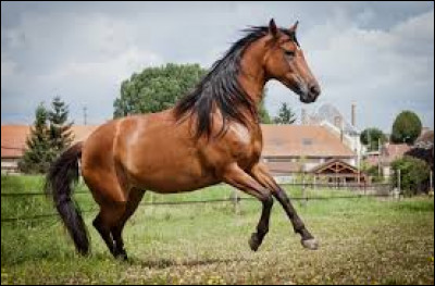 Quelle est cette race ?