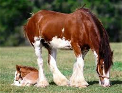 Comment se nomme cette race ?