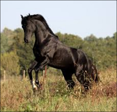 Quelle est cette magnifique race ?