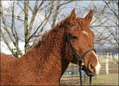 Comment s'appelle cette race ?