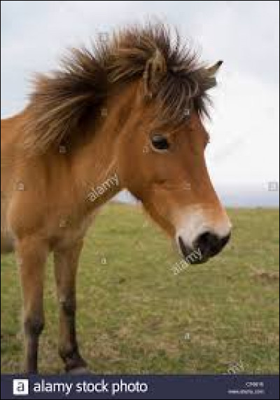 Comment s'appelle cette race ?