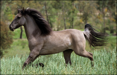 Comment se nomme cette jolie race ?