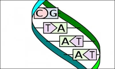 Qu'est-ce que l'on appelle l'épigénétique ?
