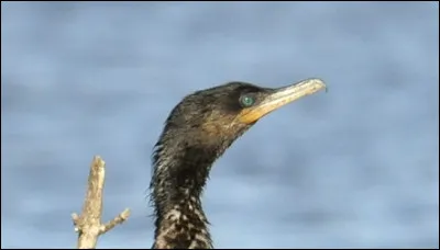 Avec l'aide de quel oiseau des pêcheurs asiatiques prennent-ils des poissons ?
