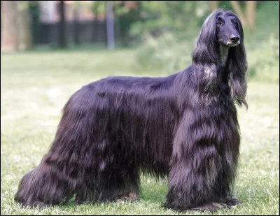 Quel est cette race de chiens ?