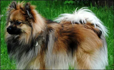 Quel est cette race de chiens ?