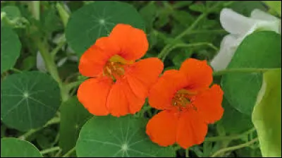 Quel est le nom de cette fleur ?