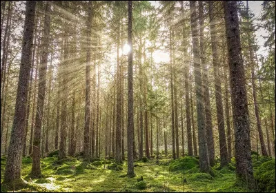 Si tu partais pour la Forêt du Sommeil, quel objet prendrais-tu avec toi ?