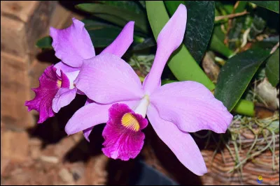 Quelle fleur apercevons-nous ici ?