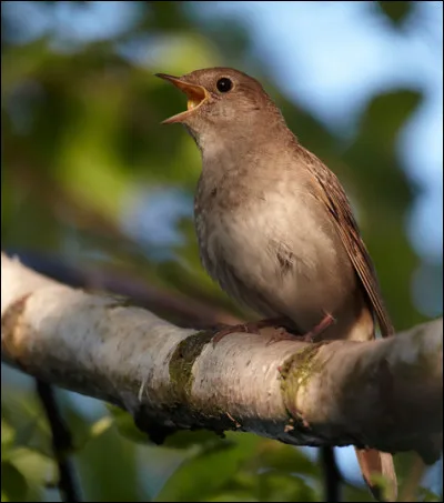 Quel est cet oiseau ?
