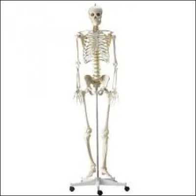 En anatomie, qu'est-ce que la ceinture scapulaire ?