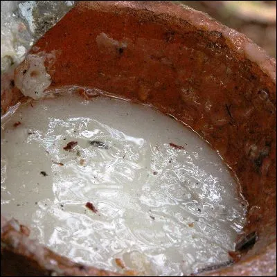 Quel arbre produit une r&eacute;sine appel&eacute;e styrax &agrave; partir de laquelle des chimistes synth&eacute;tis&egrave;rent le polystyr&egrave;ne ?