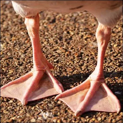 Quel palmip&egrave;de se reconna&icirc;t &agrave; son bec muni d'une poche extensible ?