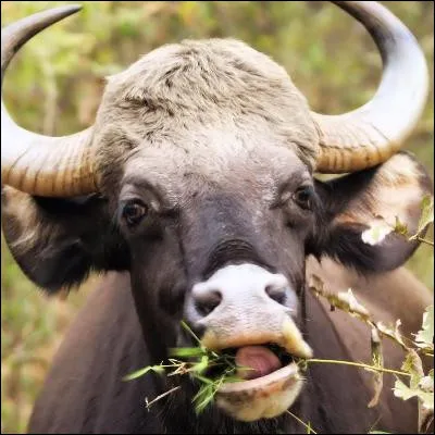 Quel bovid&eacute; a pour femelle l'&eacute;tagne ?