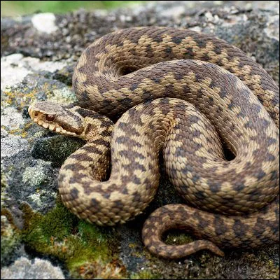 Qui a &eacute;crit le roman "Vip&egrave;re au poing" ?