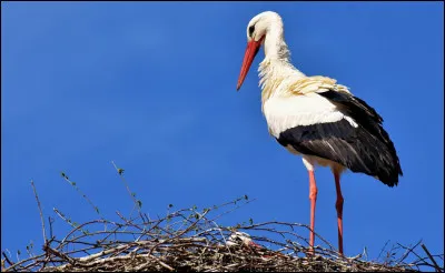 Quelle est la capacité du stade de la Meinau, le stade du RC Strasbourg ?