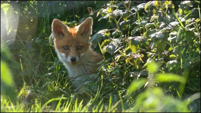 Lequel de ces animaux est un mammifère ovipare ?