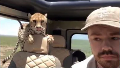 Quelle est la vitesse de course maximale du guépard ?