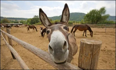 Comment dit-on, en turc, "que ta mère se fasse courser par des ânes" ?